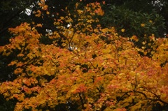 高尾山行　１４