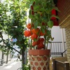 江戸の夏