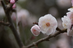 梅