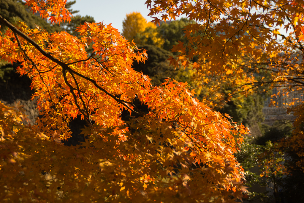 皇居 初冬の紅葉4