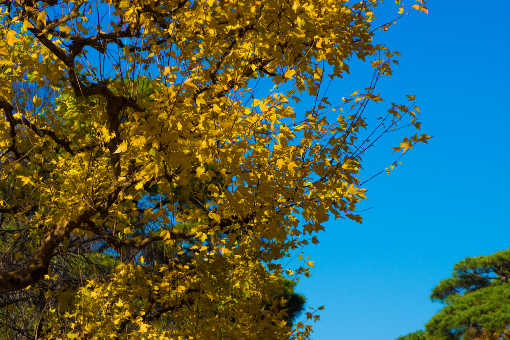 皇居 初冬の紅葉6