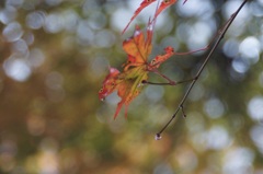 高尾山行　１１