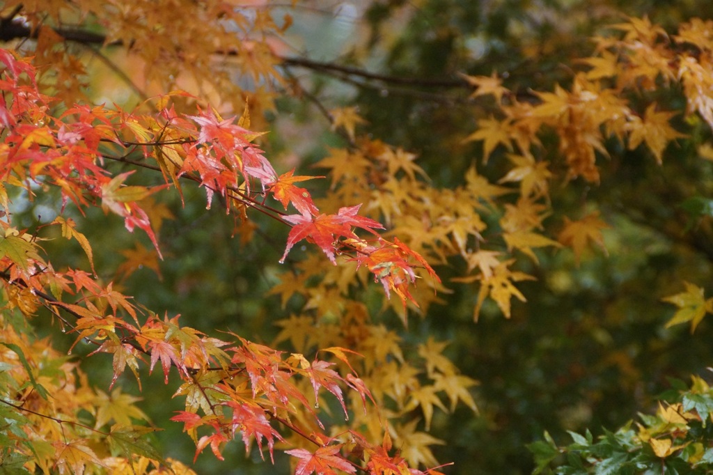 高尾山行　１５