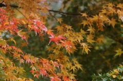 高尾山行　１５