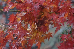 高尾山行　１８