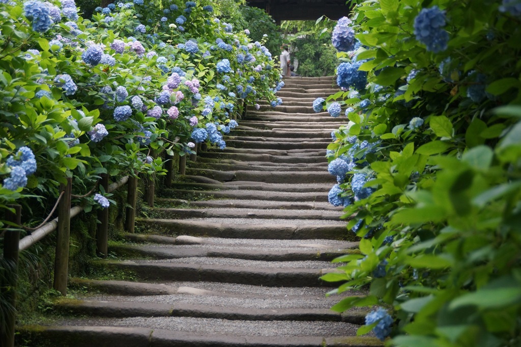 石の階段 de　紫陽花