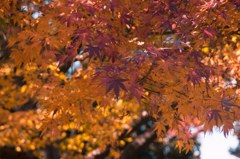 皇居 初冬の紅葉10