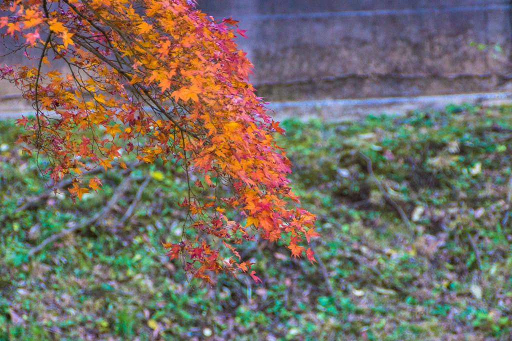 皇居 初冬の紅葉8