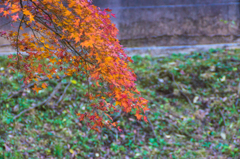 皇居 初冬の紅葉8