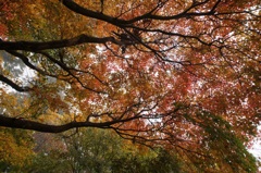 高尾山行　１６