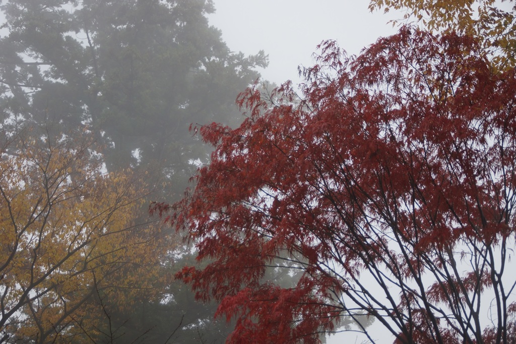 高尾山行　１７