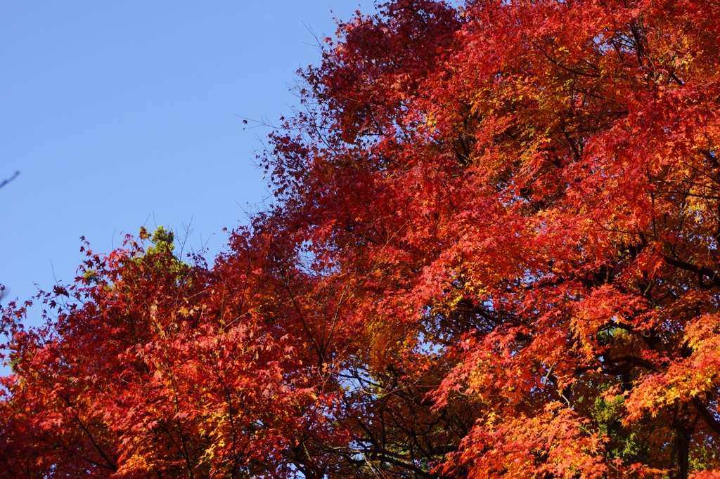 高尾山行　２４