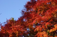 高尾山行　２４