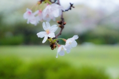 みぞれ　桜