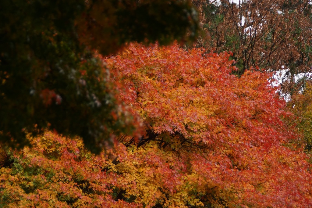 高尾山行　１３