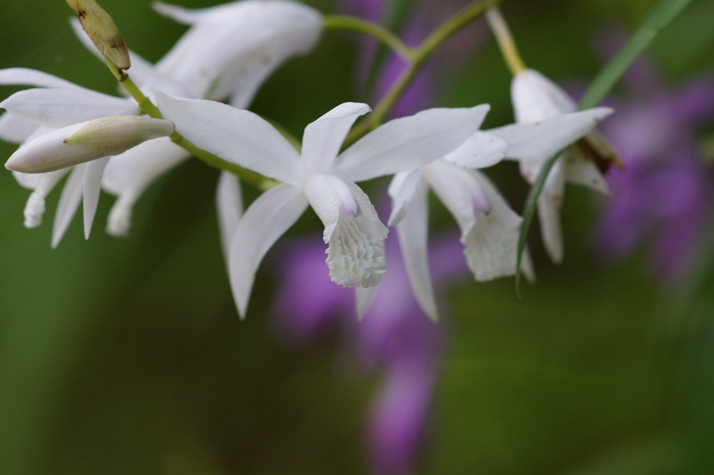 白花紫蘭