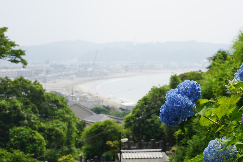 由比ヶ浜・材木座海岸遠景～成就院あじさいの参道から～