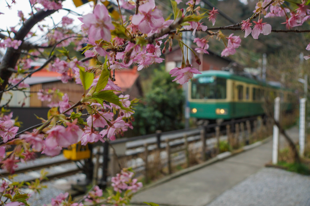 河津桜と江ノ電 By Komejina Id 写真共有サイト Photohito