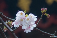 雨中の桜。