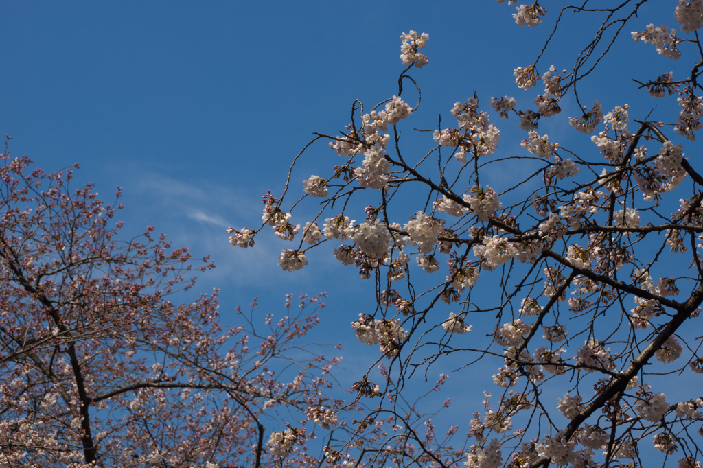 あっという間の大開花