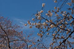 あっという間の大開花