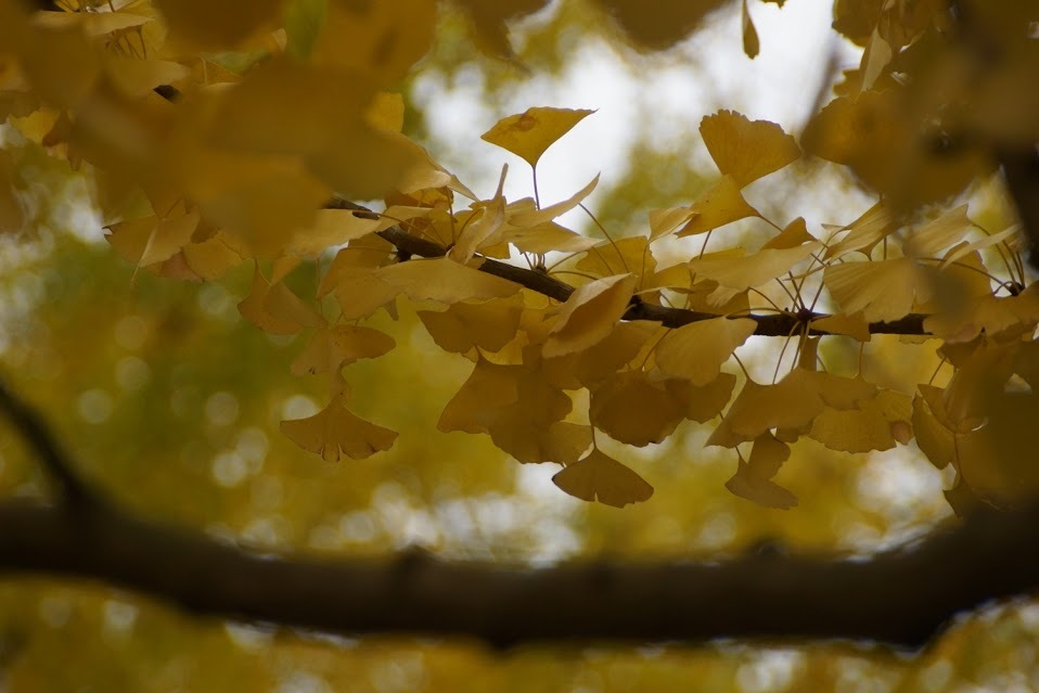 葉山の銀杏並木3
