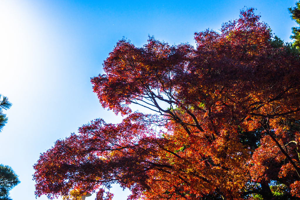 皇居 初冬の紅葉