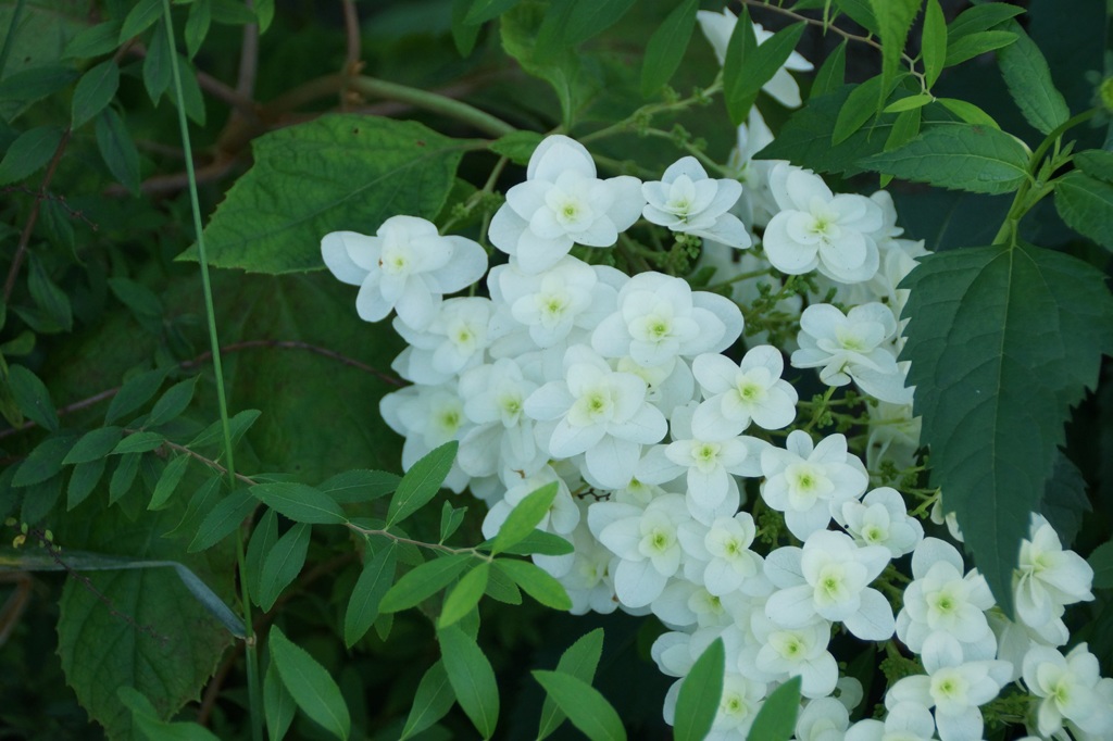 紫陽花、富士の滝