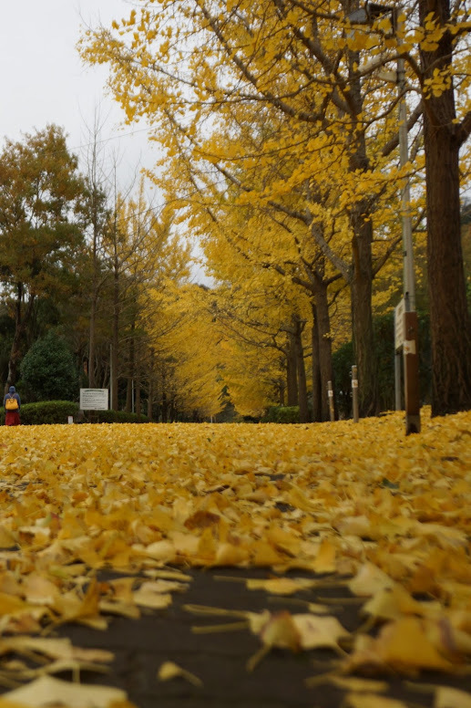 葉山の銀杏並木4