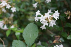 日陰の花。