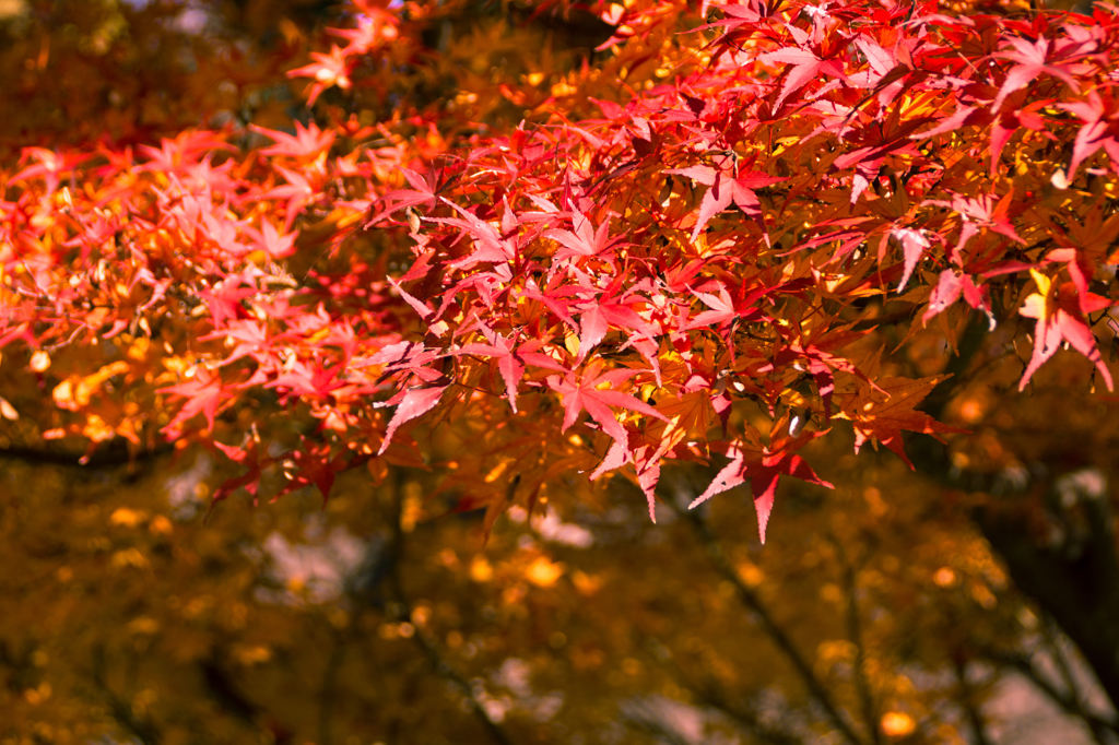 皇居 初冬の紅葉5