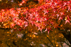 皇居 初冬の紅葉5