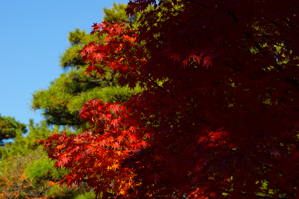 皇居 初冬の紅葉2