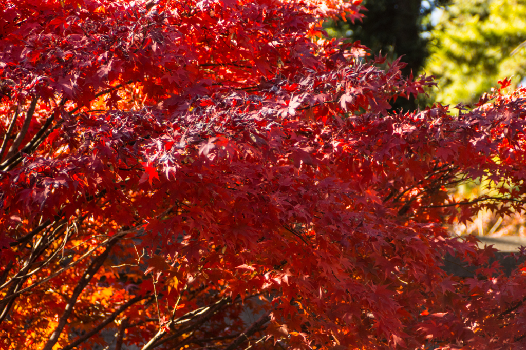 皇居 初冬の紅葉3