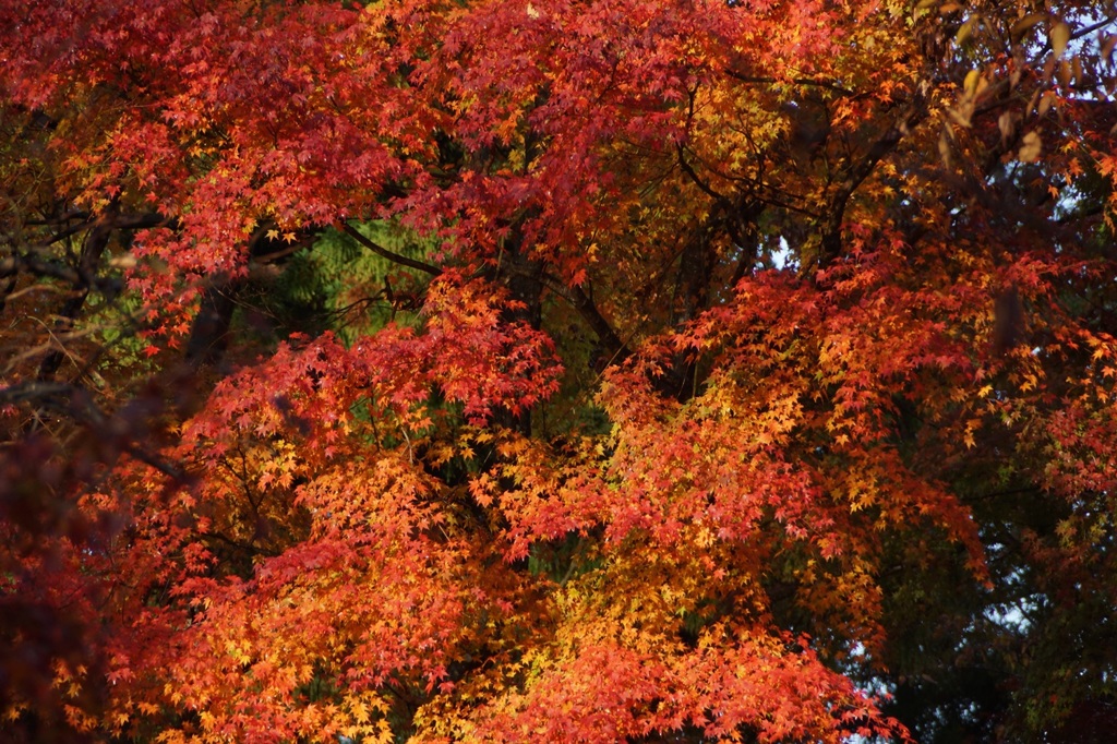 高尾山行　２１