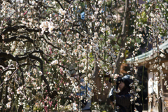 常立寺の垂れ