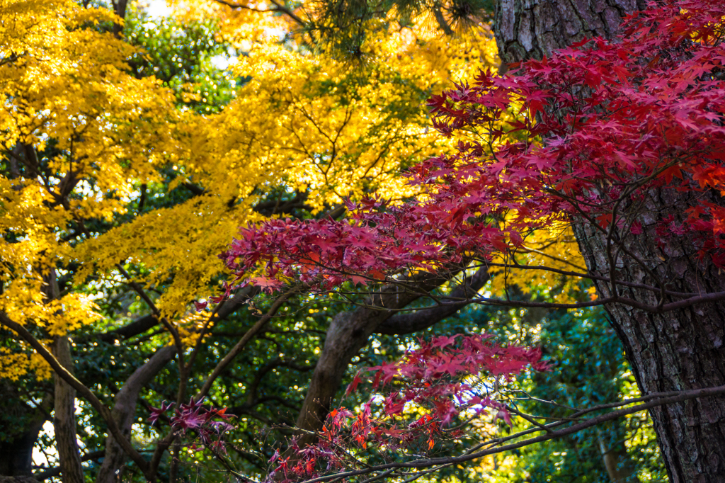 皇居 初冬の紅葉7