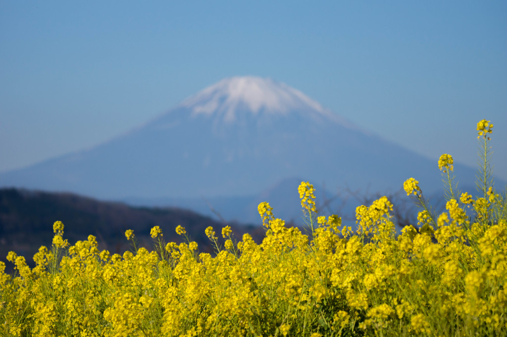 菜の花畑。