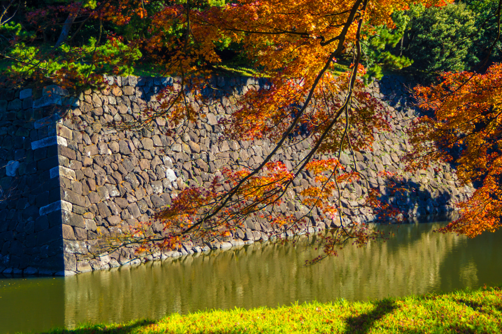 皇居 初冬の紅葉9