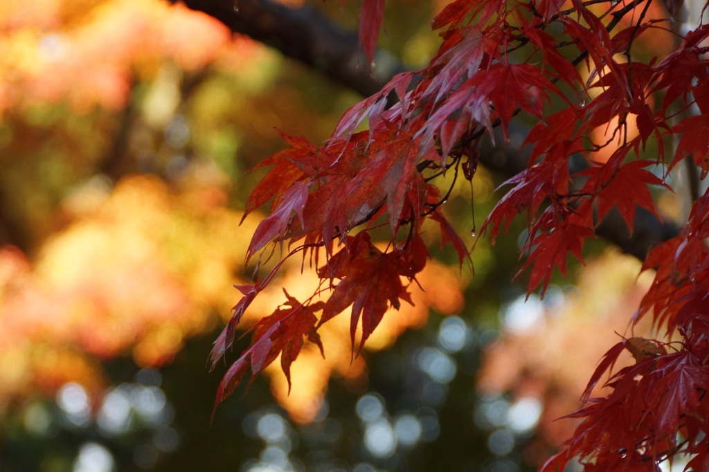 高尾山行　２２