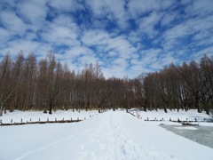 雪の止んだ森