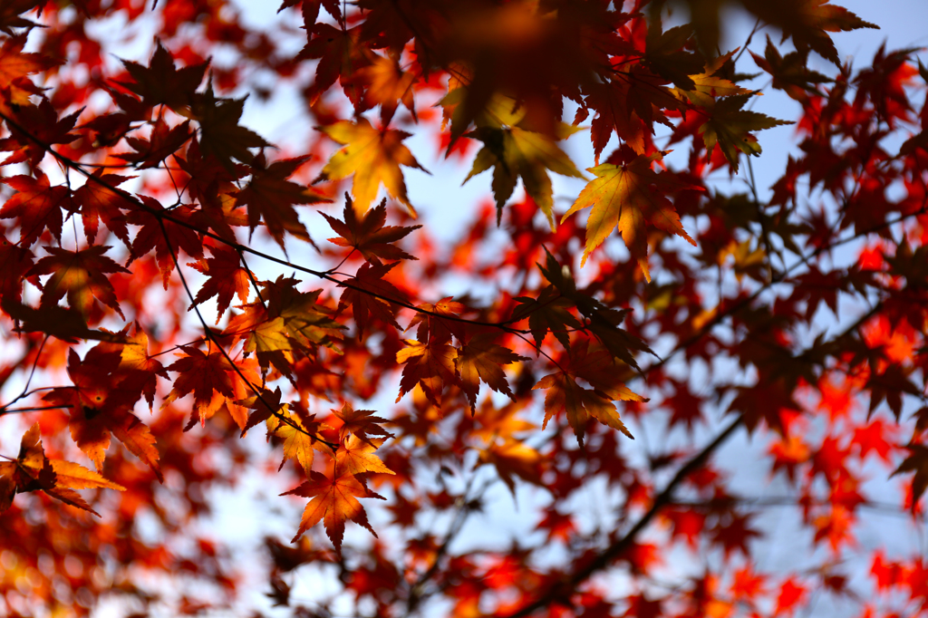 高尾山　紅葉