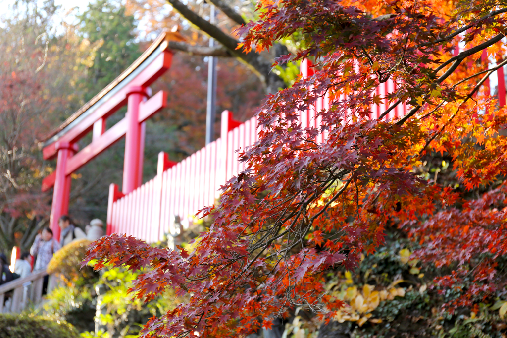 高尾山　紅葉