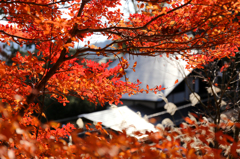 高尾山　紅葉