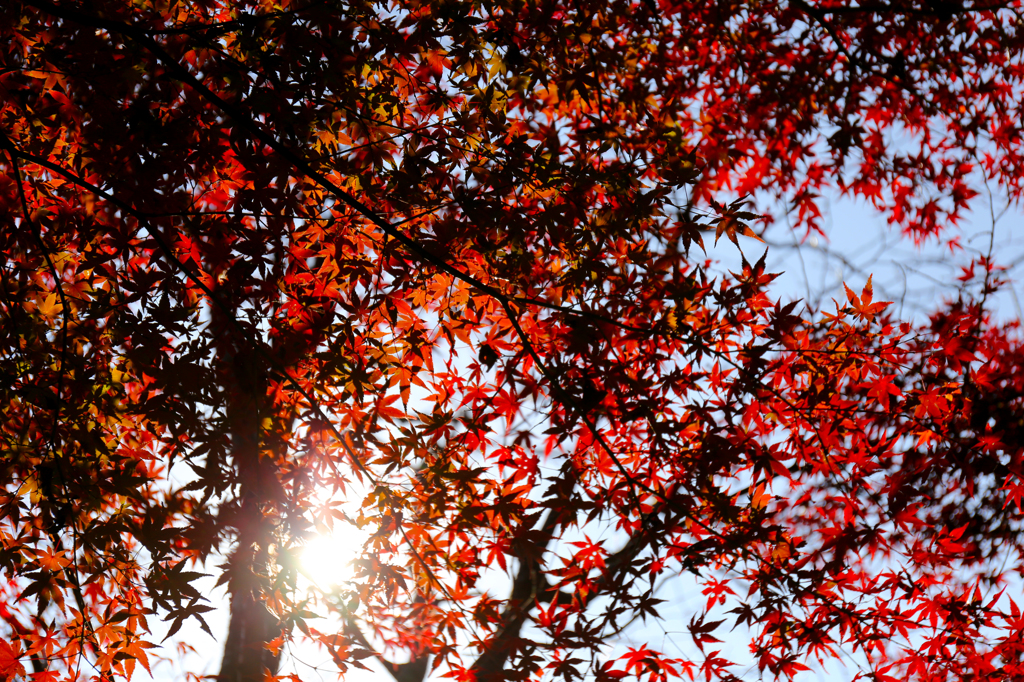 高尾山　紅葉