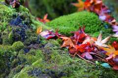 苔と紅葉