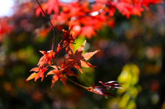 高尾山　紅葉