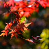 高尾山　紅葉