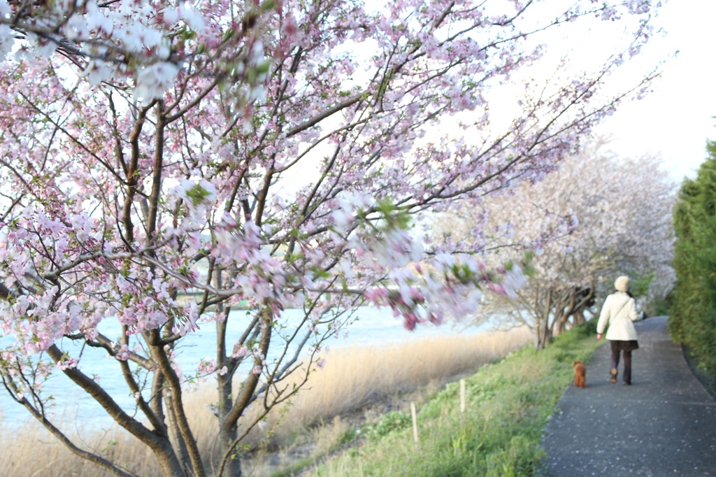 桜散る夕暮れ