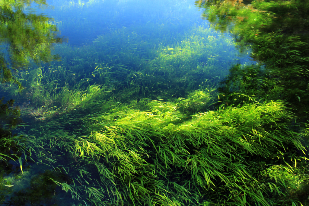 ネイチャーアクアリウム